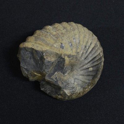 [銀九藝] 珍貴藏品 古生物 鸚鵡螺化石