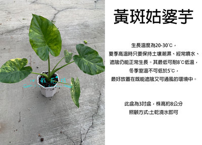 心栽花坊-黃斑姑婆芋/斑葉姑婆芋/3吋/觀葉植物/室內植物/綠化植物/售價800特價700