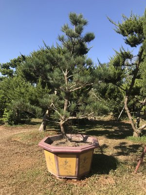 (出清 )黑松 米俓約8 cm高度約2.2米 黑松真柏桂花七里香紫檀象牙木