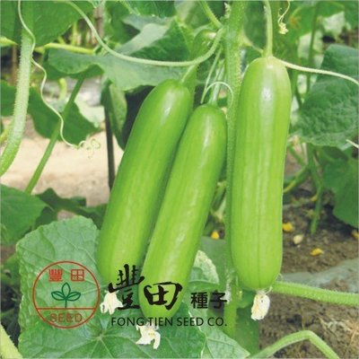 【野菜部屋~】K77 白精靈水果小黃瓜種子4顆 , 生長勢強 , 產量高 , 抗病能力強 , 每包15元~