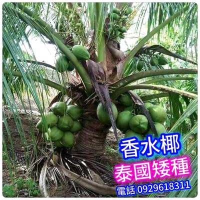 【正宗】泰國矮種【香水椰】買3棵免運費、買5棵送1 矮種椰子