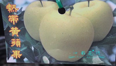 心栽花坊-熱帶黃蘋果/4吋/高約70/蘋果品種/嫁接苗/水果苗/售價200特價160