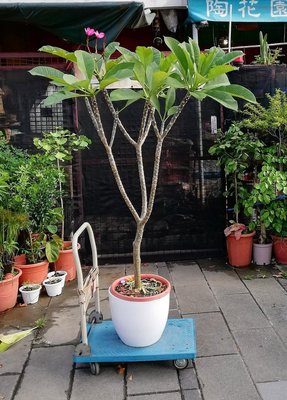 峇里島南洋風~【雞蛋花】~樹高含盆180cm寬幅110cm