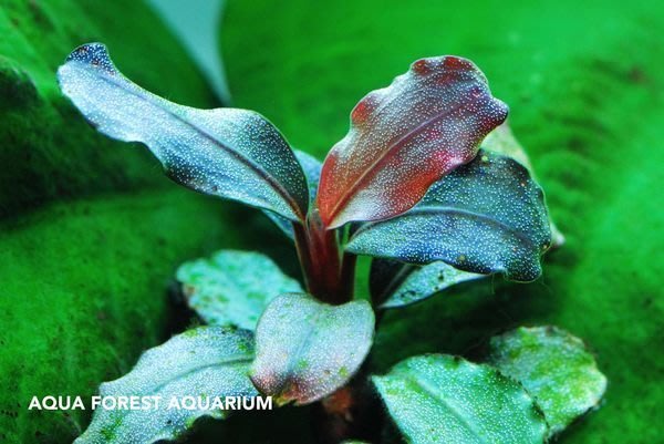 水族之森 神秘草海蓮娜bucephalandra Sp Brownie Helena Yahoo奇摩拍賣