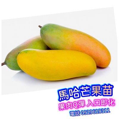 Mahachanok馬哈芒果-粗大苗-超級好吃、在台灣南、北、平地、山裡、不但種農地會產果