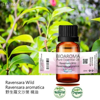 【芳香療網】Ravensara - Ravensara aromatica 羅文沙葉精油 10ml
