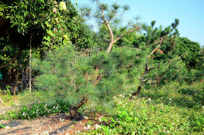 五葉松樹材 庭園樹素材 主幹扭轉 園藝造景 樹齡15年以上 產地直售
