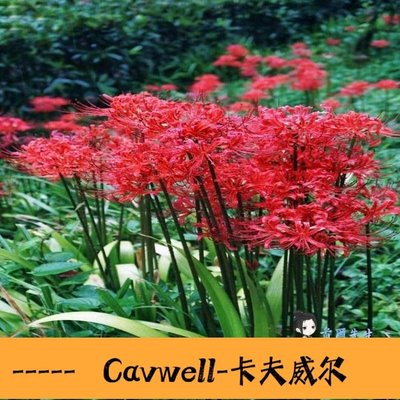Cavwell-花卉種子 綠植彼岸花種子 曼珠沙華盆栽 彼岸花種球石蒜花 室內四季種花卉b-可開統編