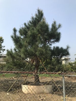 黑松 米俓約22~30cm高度約3.5~4.5米 黑松真柏桂花七里香紫檀象牙木