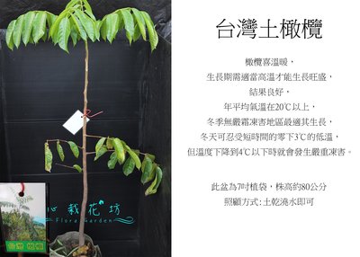 心栽花坊-土橄欖/台灣土橄欖/7吋美植袋/水果苗售價400特價350