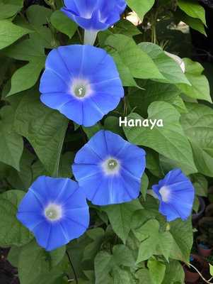 ★𝓗𝓪𝓷𝓪𝔂𝓪*花屋★ 日 本 進 口 - 深 藍 色 朝 顏 種 子 。 牽 牛 花 。