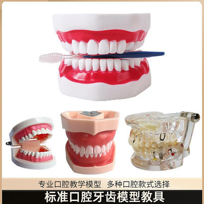 牙齒模型刷牙教具假牙仿真樹脂口腔模型放大牙齒解剖備牙練習拆卸