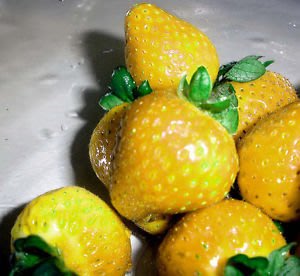 黃金草莓 種子每份顆 D0010 Yahoo奇摩拍賣