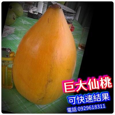 「巨大仙桃」嫁接苗（比傳統仙桃多汁，也更香甜）種盆、種地、台灣南、北都會產果。
