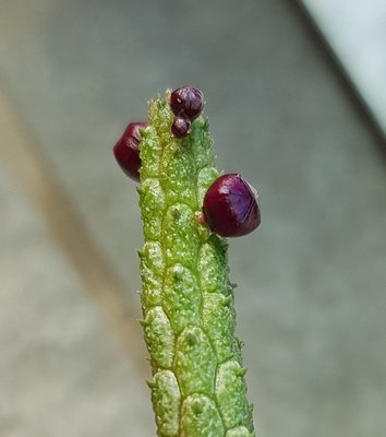 多肉 仙人掌 植物  ASCLEPIADACEAE 蘿藦科  (藦蘿)   Echidnopsis oviflora