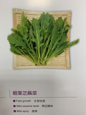 【蔬菜種子S199】細葉芝麻菜（箭生菜、德國芥藍）~義大利料理中不可缺少的蔬菜。