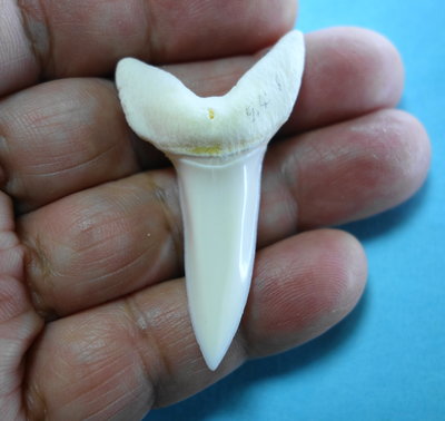 (馬加鯊嘴牙)5.3公分 #281馬加鯊魚牙!超大稀有未缺損.可當標本珍藏!