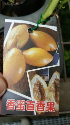 ╭ ＊田尾玫瑰園＊╯新品種水果苗-(香蜜百香果)3吋250元