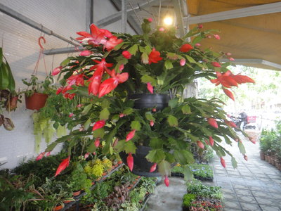 芳草園－「紅色螃蟹蘭」三層吊盆