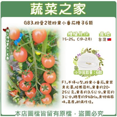 【蔬菜之家滿額免運】G83.粉愛2號粉果小番茄種子6顆(F1,不停心型,果實具光澤,短橢圓形.蔬菜種子)