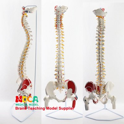 85cm掛式肌肉起止點寫色脊柱帶股骨推拿美容人體脊柱模型 MJZ203