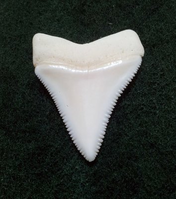 (New 大白鯊嘴牙) 4.0公分真正大白鯊(上鍔)鯊魚牙..無刮痕無缺齒. A標本級. 稀有! #23.403207
