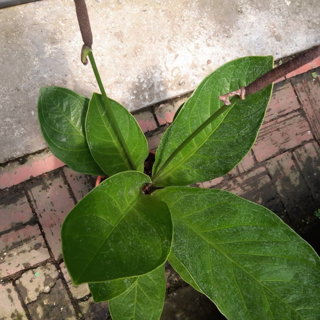 花花世界 觀葉植物 榮華花燭 富貴花燭 6吋 30 50cm Ma Yahoo奇摩拍賣