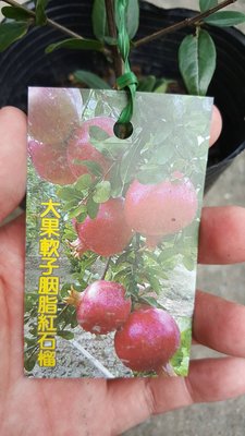 ╭＊田尾玫瑰園＊╯水果苗--(大果胭脂紅石榴)高20cm350元