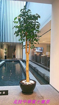 旺旺樹(大棵)~ 室內外綠化-淨化空氣植物~居家~辦公室盆栽
