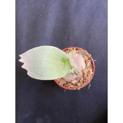 ￼鹿角蕨 P.willinckii cv.Celso Tatsuta 賽爾索非組培3吋盆觀葉植物 室內植物 文青小品