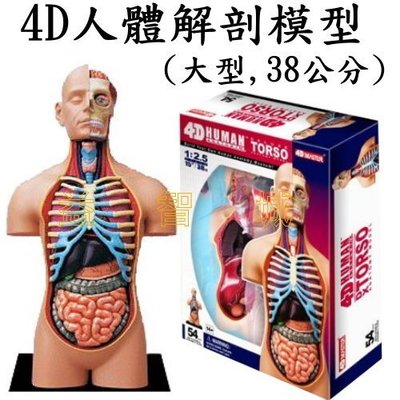 益智城《教學人體模型/4D人體器官模型/人體器官模型/DIY模型/教學模型/4D Master 》4D人體解剖模型(大型