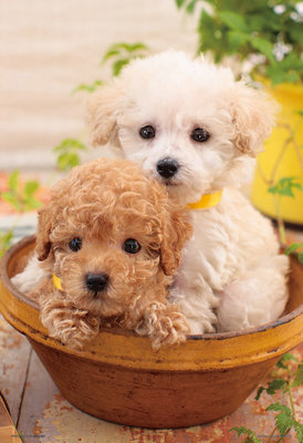 33-193 300片日本進口拼圖 動物 狗 DOG 可愛的小貴賓