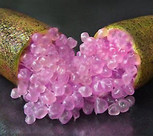 紫色手指檸檬/夢幻紫色/嫁接苗/檸檬/35cm