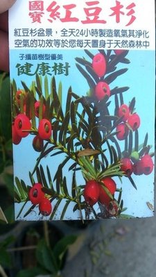 樹苗-花苗-水果苗-喬木-((  紅豆杉 )) 5吋盆-公認珍貴樹種  10棵一組  5/6吋盆-花花世界玫瑰園
