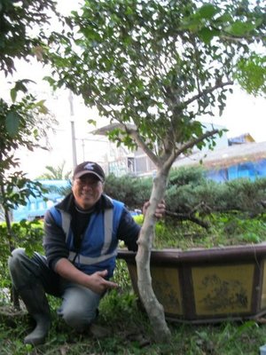 (青山園藝)黑殼含笑.多年老樹.高度1.5米.頭俓10~15cm