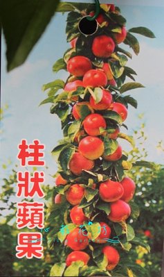 心栽花坊-柱狀蘋果/4吋/高約70/蘋果品種/嫁接苗/水果苗/售價220特價200