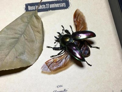 昆蟲記·澳大利亞原始雨林非常美麗的彩虹鍬甲雌性·自然珍藏·-特價-桃園歡樂購
