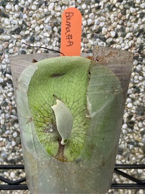 鹿角蕨P.Banna #A 3吋盆-療癒植物-文青植物、蕨類植物、雨林,觀葉