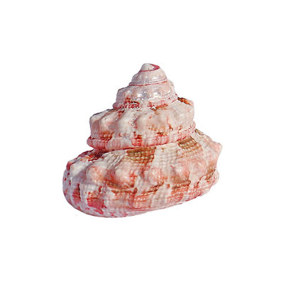 天然小海螺貝殼稀有收藏標本費里拉鐘螺寄居蟹殼魚缸裝飾水族造景熱心小賣家