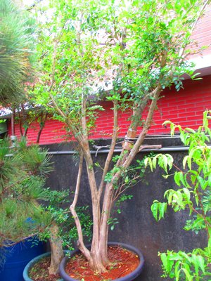 碧羅軒盆栽工作坊--九重葛推廣培植場...七里香 （庭園樹）編號：1499