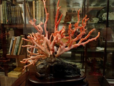 『保真』老玉市場-天然粉紅珊瑚樹擺件(限自取)