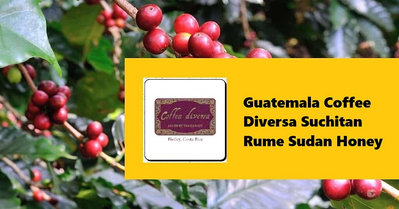 生豆✨5KG｜瓜地馬拉 帝薇莎 咖啡花園系列 Rume Sudan 蜜處理｜咖啡生豆 COFFEE BEAN