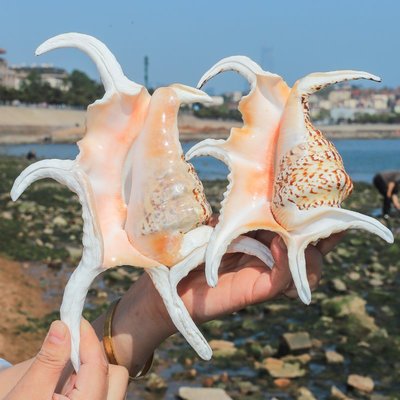 促銷打折 六角螺天然海螺標本聽海貝殼擺件家居裝飾品魚缸水族造景禮物海南~