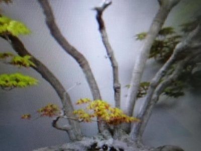 特殊少見的無接枝日本小葉品種紅楓樹槭樹名字叫初星星，一盆有2株綁在一起久了就會變成一株，有5幹森林造型喜全日照潮濕的環境