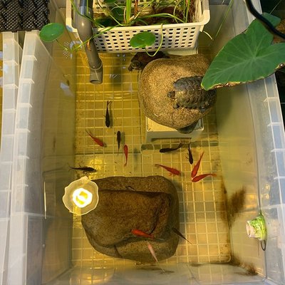 【熱賣精選】烏龜缸帶排水口飼養專用透明魚缸巴西龜盒養龜箱小大型家用養殖盆