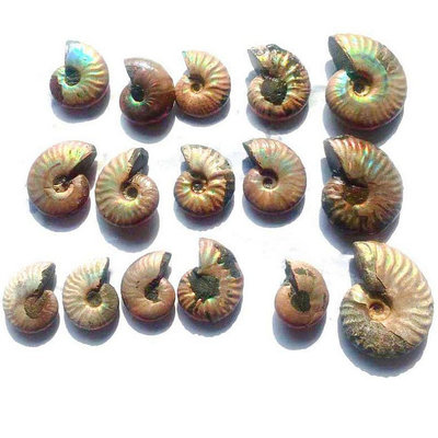 天然海螺化石標本禮品兒童海洋貝殼化石生物科普材料兒童禮物