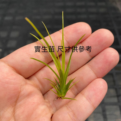 空氣鳳梨 柳葉 Tillandsia balbisiana