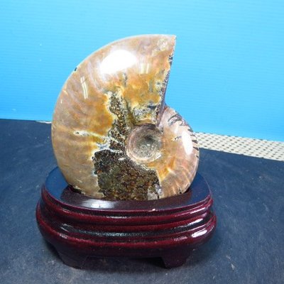 【競標網】天然完整斑彩鸚鵡螺化石擺件380克(贈座)(網路特價品、原價1500元)限量一件