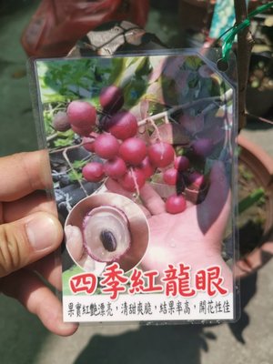 ╭＊田尾玫瑰園＊╯ 新品種水果苗(四季紅龍眼)高60cm4000元