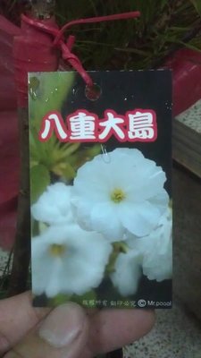 ╭☆東霖園藝☆╮日本櫻花(八重大島櫻)..另有多種品種..缺貨中